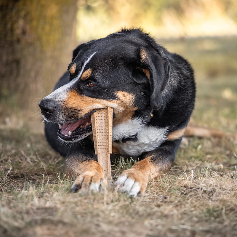 hond, kauwbot, kauwstuk, tandenspel, speelgoed