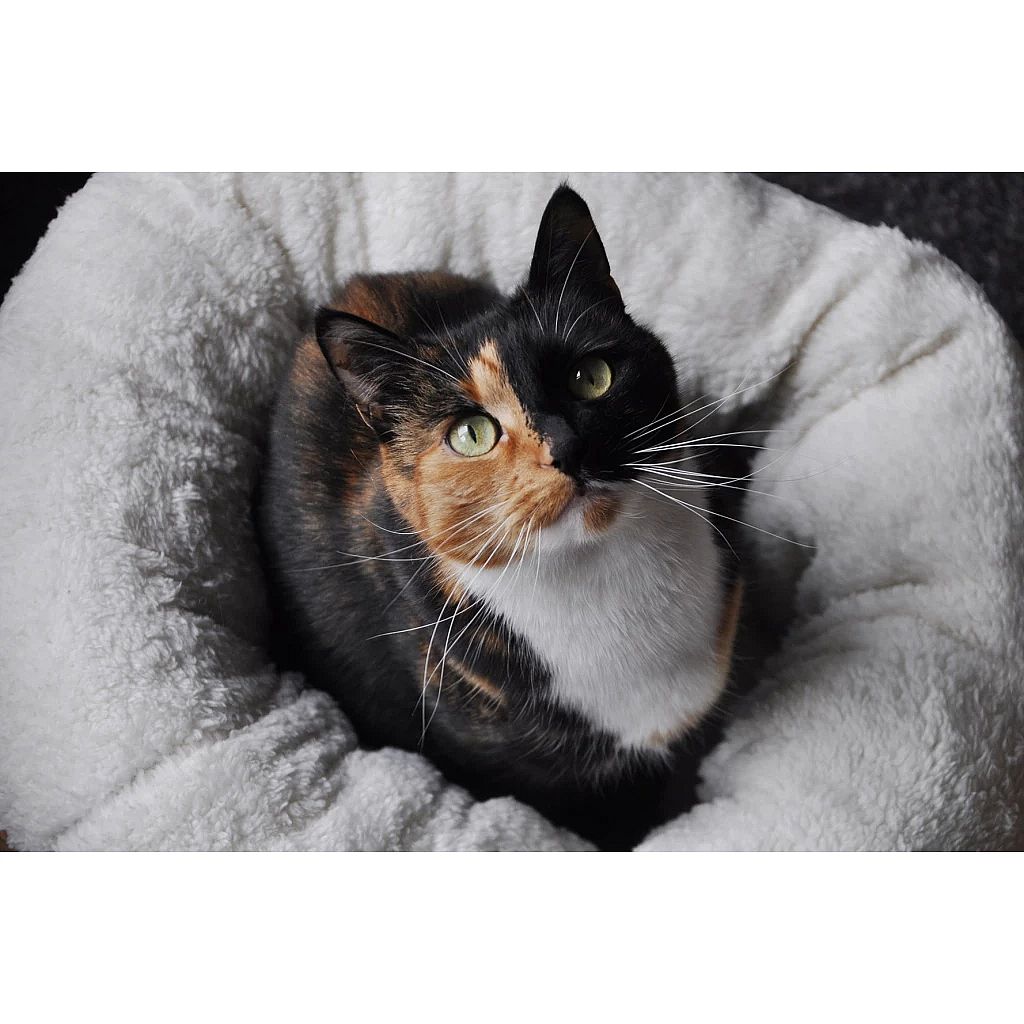 kat, calico, kattenkop, zwart-wit oranje, zacht deken