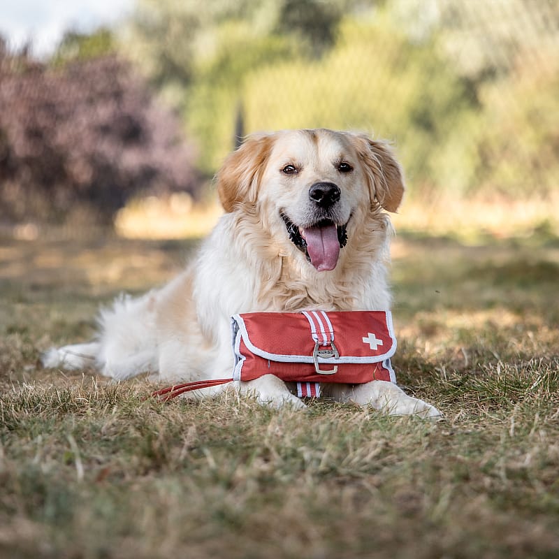 dog, pet, dog accessory, red bag, outdoor