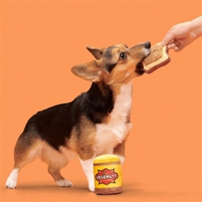 dog, Corgi, toy, peanut butter, treat