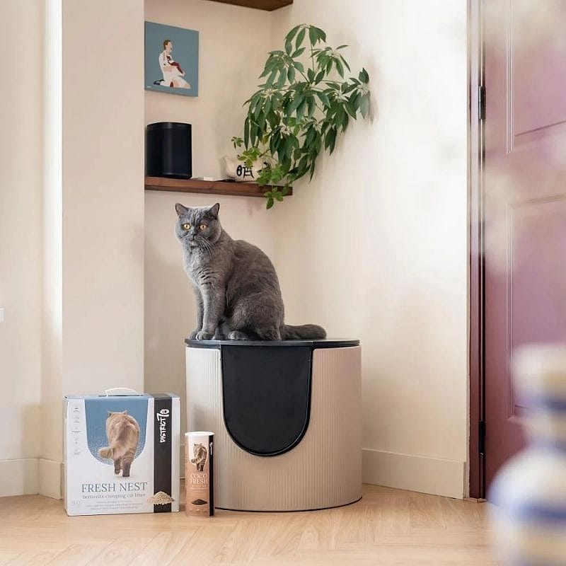 kat, kattenbak, grijs, rustiek, plantenhouder