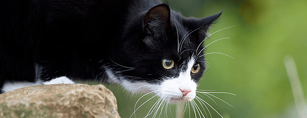 Veel drinken en plassen kat