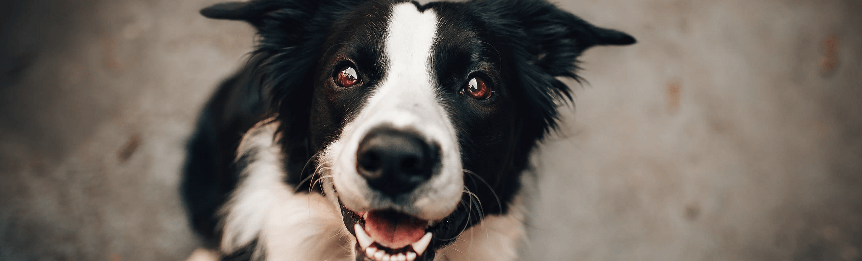 Hondenziekte bij honden: symptomen, besmetting en bescherming