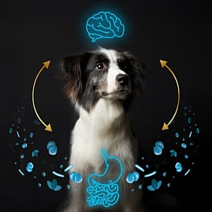Calming-Care-Purina-Hond