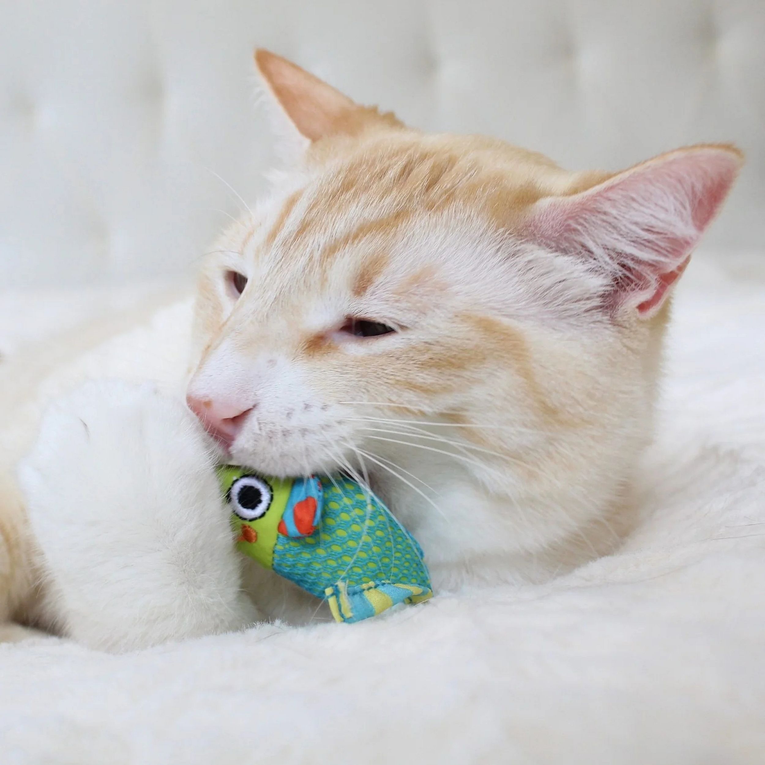 Accessoires, Formele kleding, Stropdas, Kat, Kitten, Accessoires, Formele kleding, Stropdas, Kat, Kitten, Accessoires, Formele kleding, Stropdas, Kat, Kitten, Accessoires, Formele kleding, Stropdas, Kat, Kitten