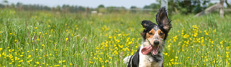 Wratten bij de hond