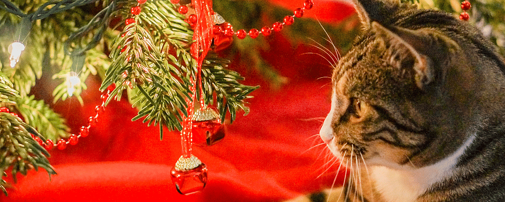 Ons huisdier en de feestdagen: de do's en don'ts