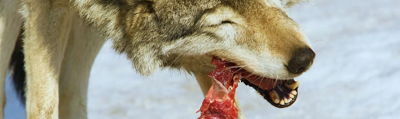 Eten zoals een wolf? Waarom het natuurlijke dieet niet de norm is voor uw hond