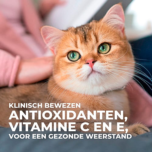 Hill's Science Plan Sensitive Stomach & Skin Adult Kattenvoer