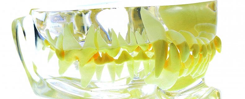 Chloorhexidine en Xylitol bij hond en kat