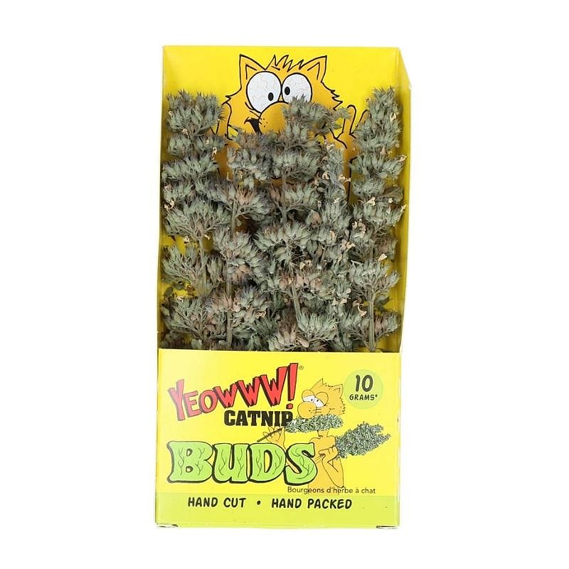 kruid, catnip, tijm, planten, kruidkruid