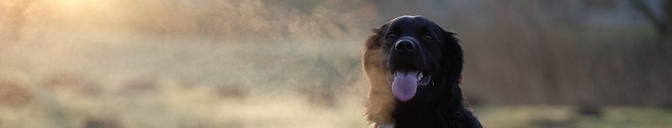 In huis plassen hond