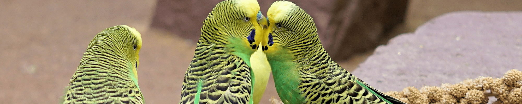 Dier, Vogel, Parkiet, Papegaai