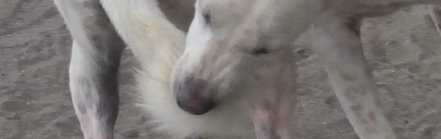 Help, mijn hond jaagt zijn staart achterna