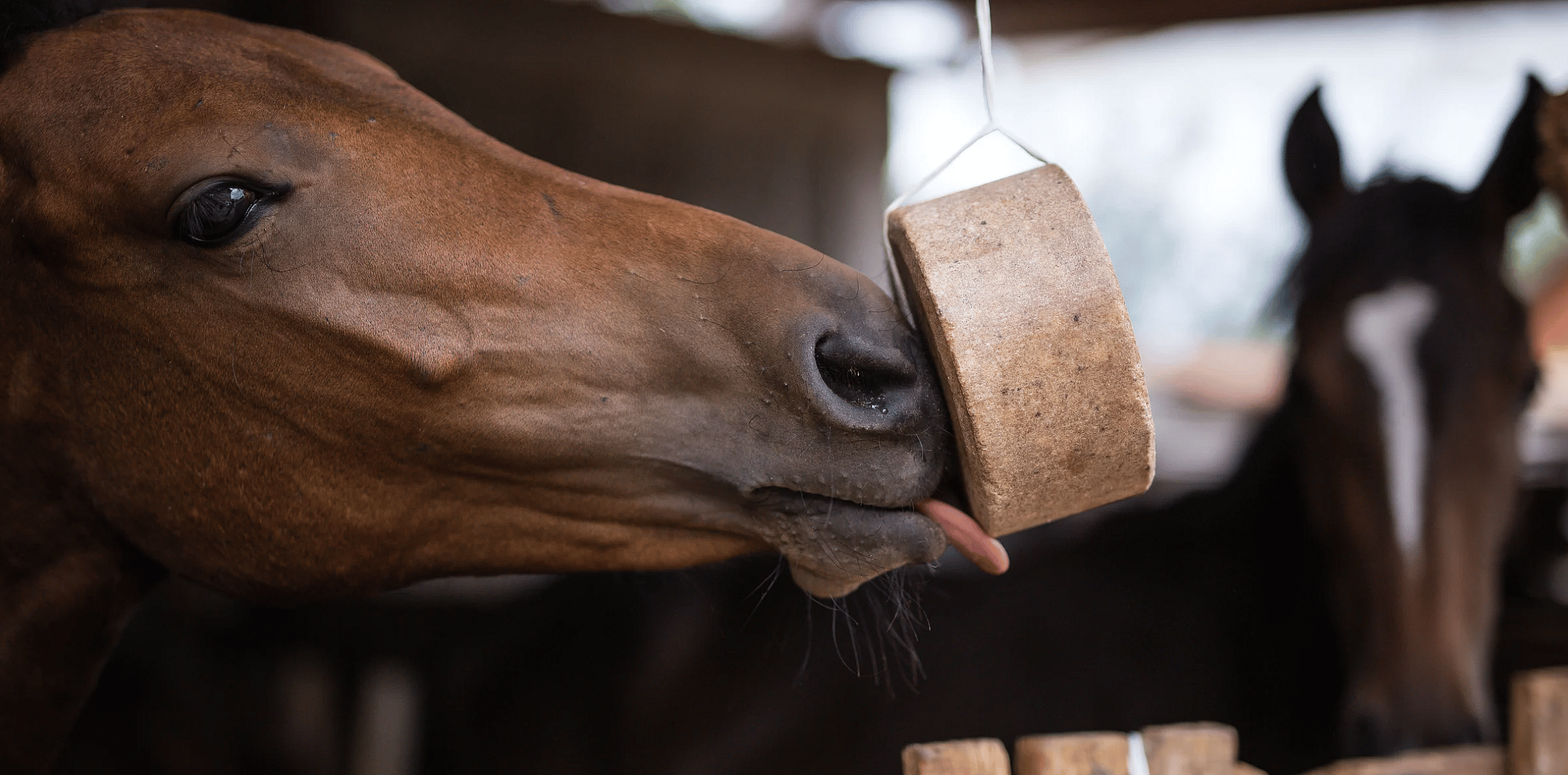 Vitaminen en mineralen voor uw paard