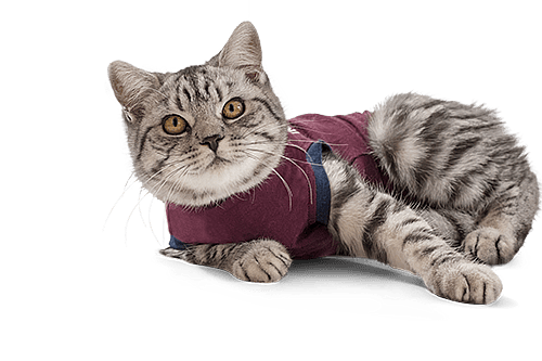 Jacketz Medical Body Suit voor Katten Maat XXX-Small