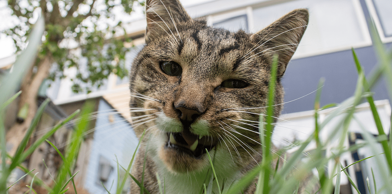 Kat-gras-eten