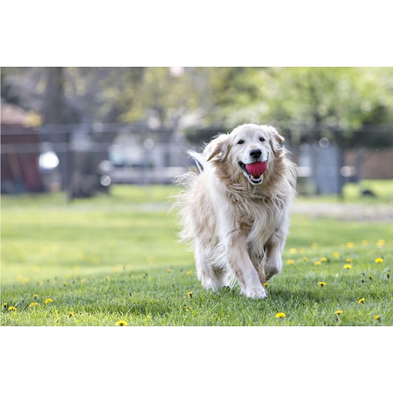 Jolly Tuff Tosser Speeltje Hond 7.5 cm