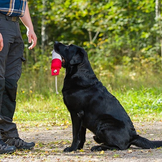 Labrador-honger-door-gen-ook-bij-mensen