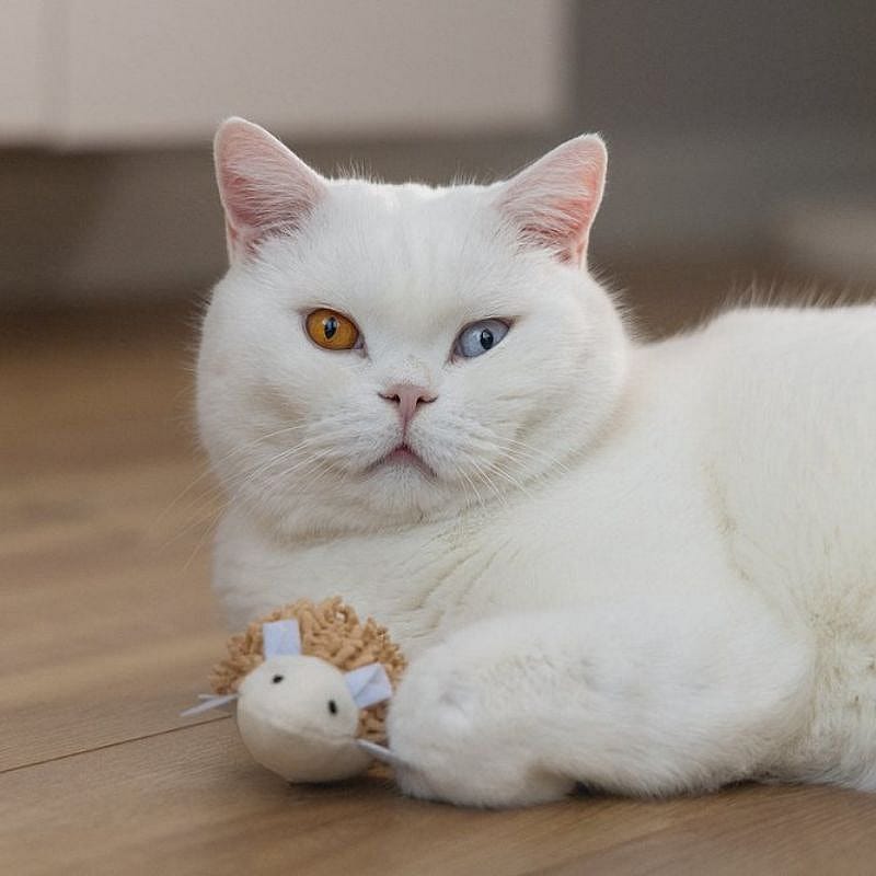 katten, wit, bont ogen, knuffelpluis, toy