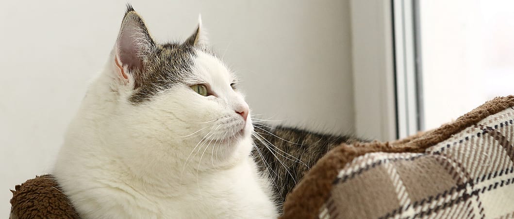 afef3467eb9dfc8bead69289ba77b291