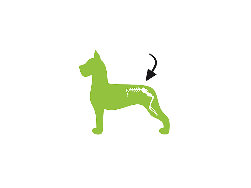 Excellent Pets Dog Mobility+