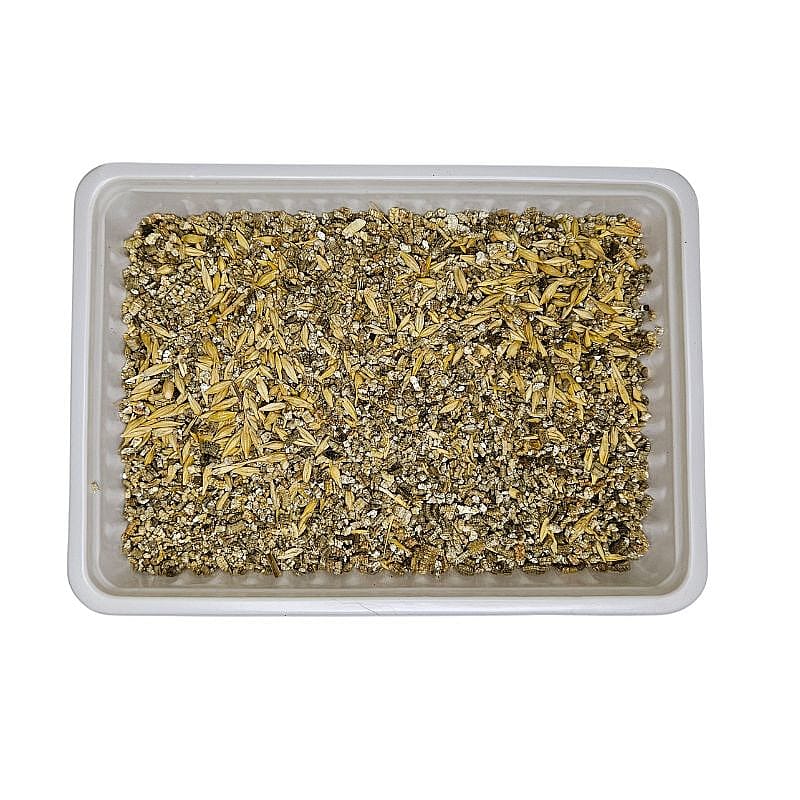 Trixie Kattengras Kweekbakje 100 gram Kat