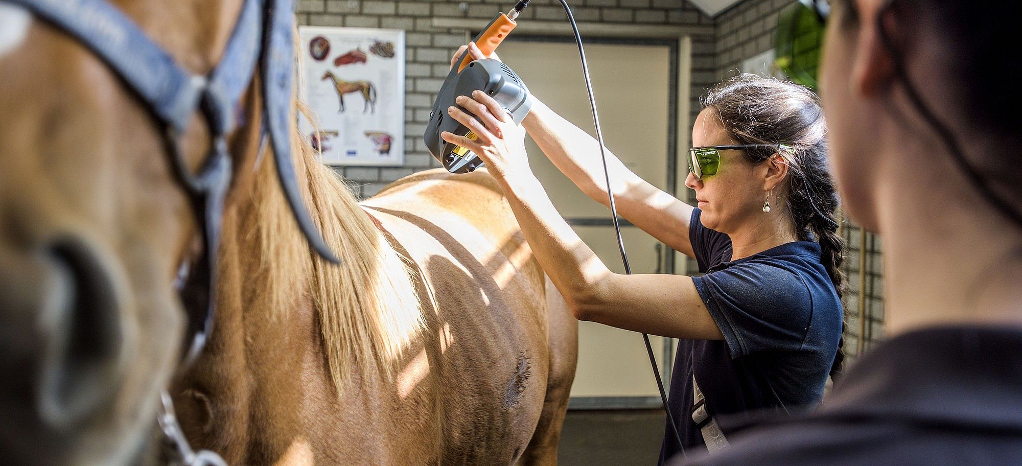Laser therapie bij hond, kat en paard