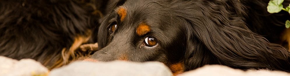 ae776f344dea9d76b9f7f27ea12d6363