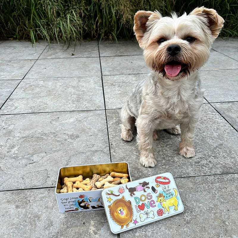 Blond Amsterdam Bewaarblik Hond