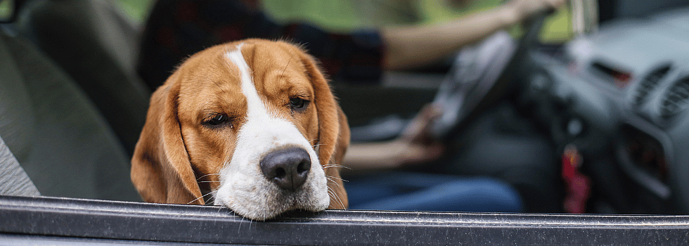 Reisziekte, wagenziekte, met uw hond lekker weg