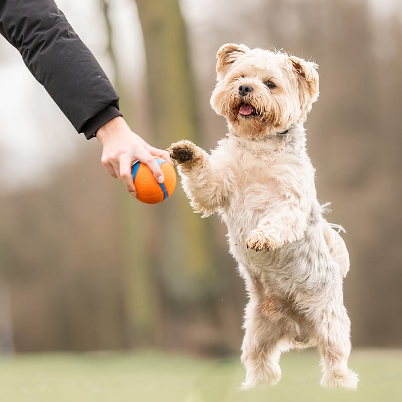 Chuckit Ultra Ball Rubber Medium - 1-Pack