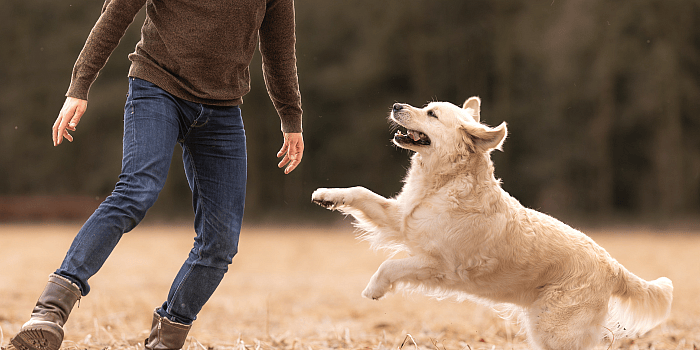 Omega-3 voor honden: natuurlijke ondersteuning bij pijn en welzijn