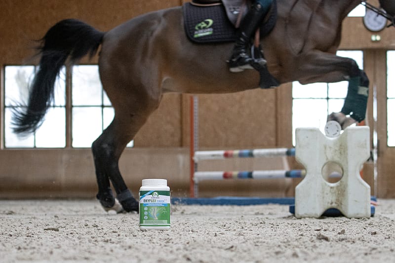 Audevard Ekyflex Tendon EVO Pezen Ligamenten Paard