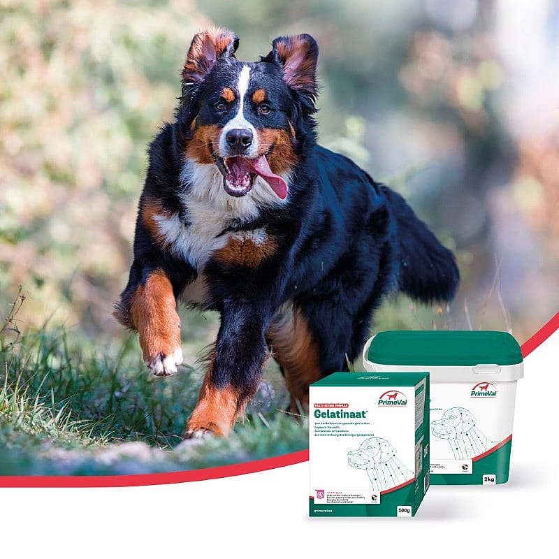 Primeval Gelatinaat Hond 2 kg