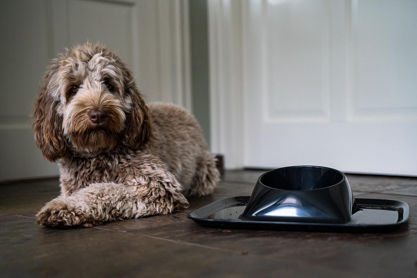 Mypall Noll Voerbak of Waterbak met placemat