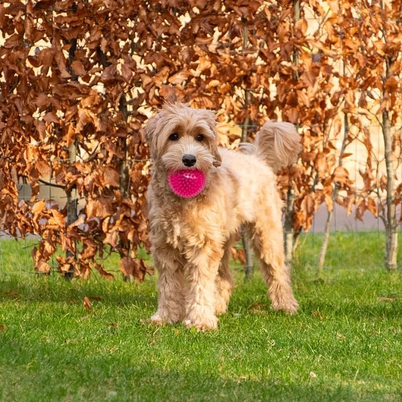 Dog Comets Exoplanet Egelbal Hond