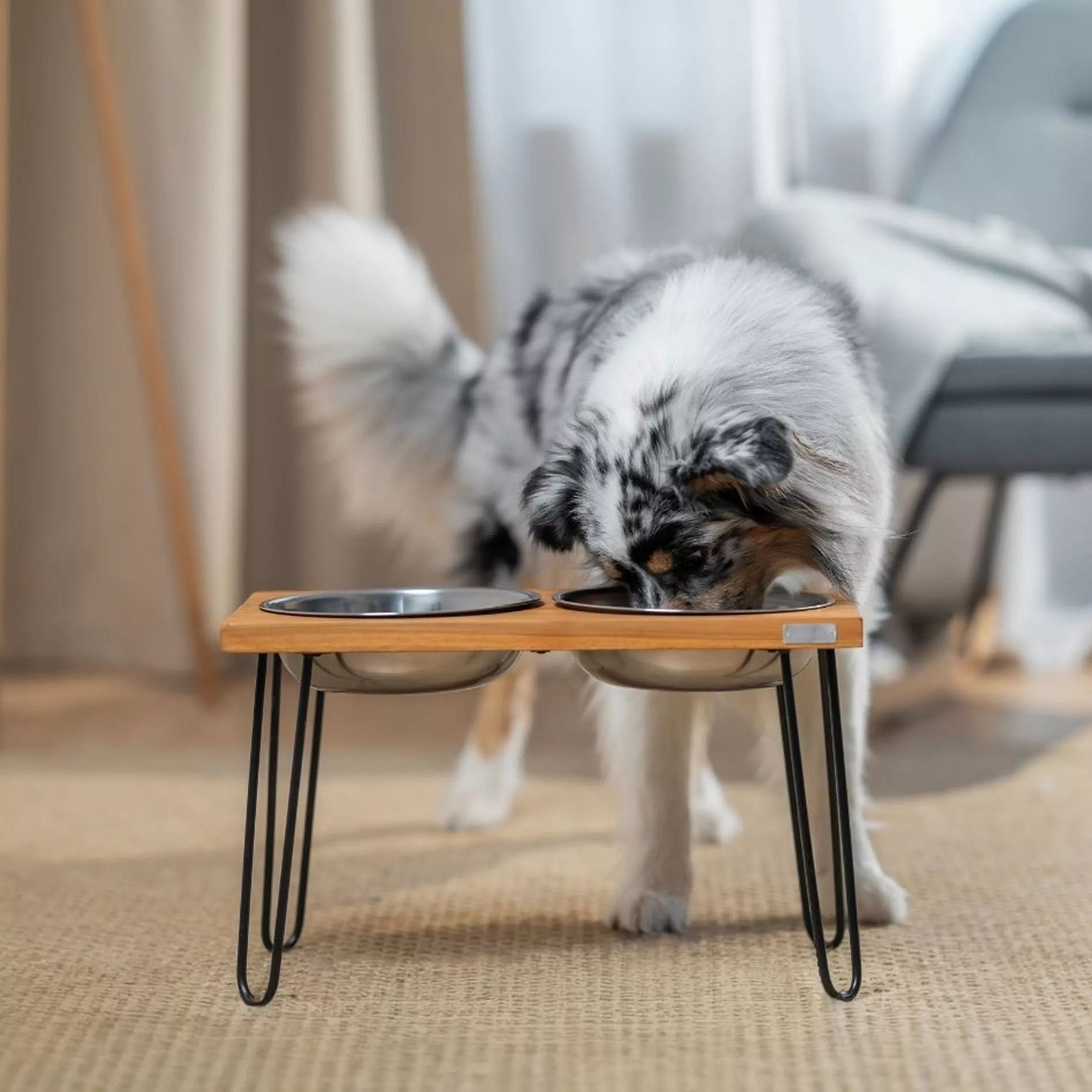 huisdier, kat, voedselbak, voerbak, diervoer