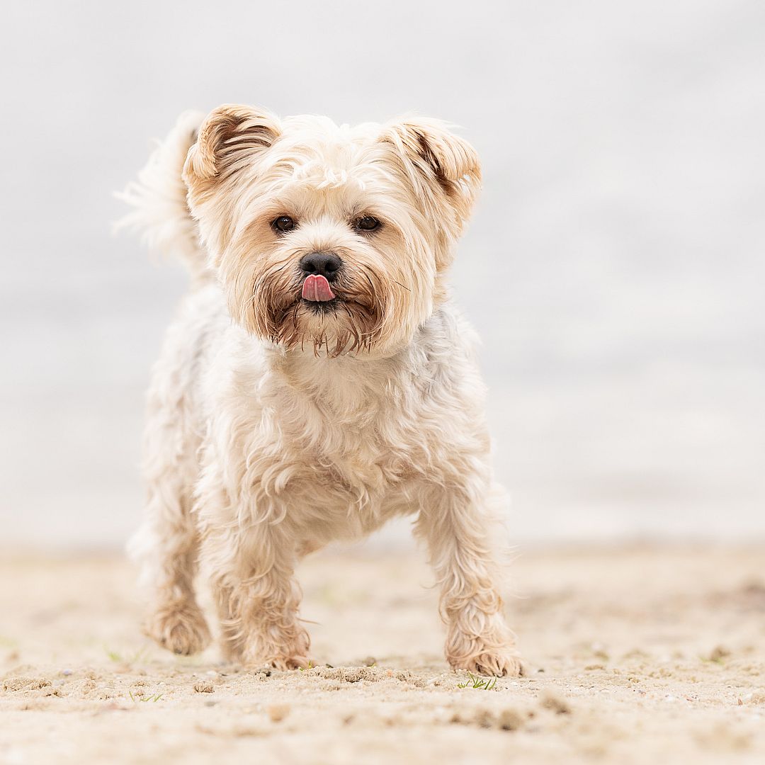 Kunnen-honden-lachen