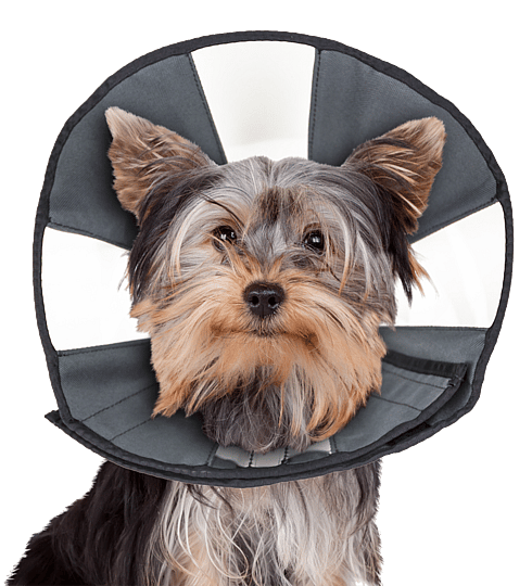 ZenPet ProCone Soft Recovery Kraag Maat Small