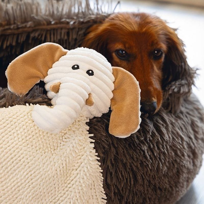dog, pet, soft toy, elephant plush, brown dog accessory