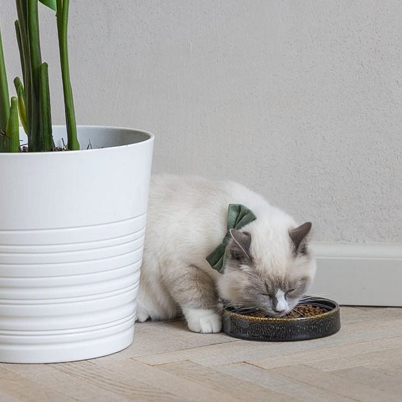 kat, plantenpot, kat, voerbak, kleding-blaadje?