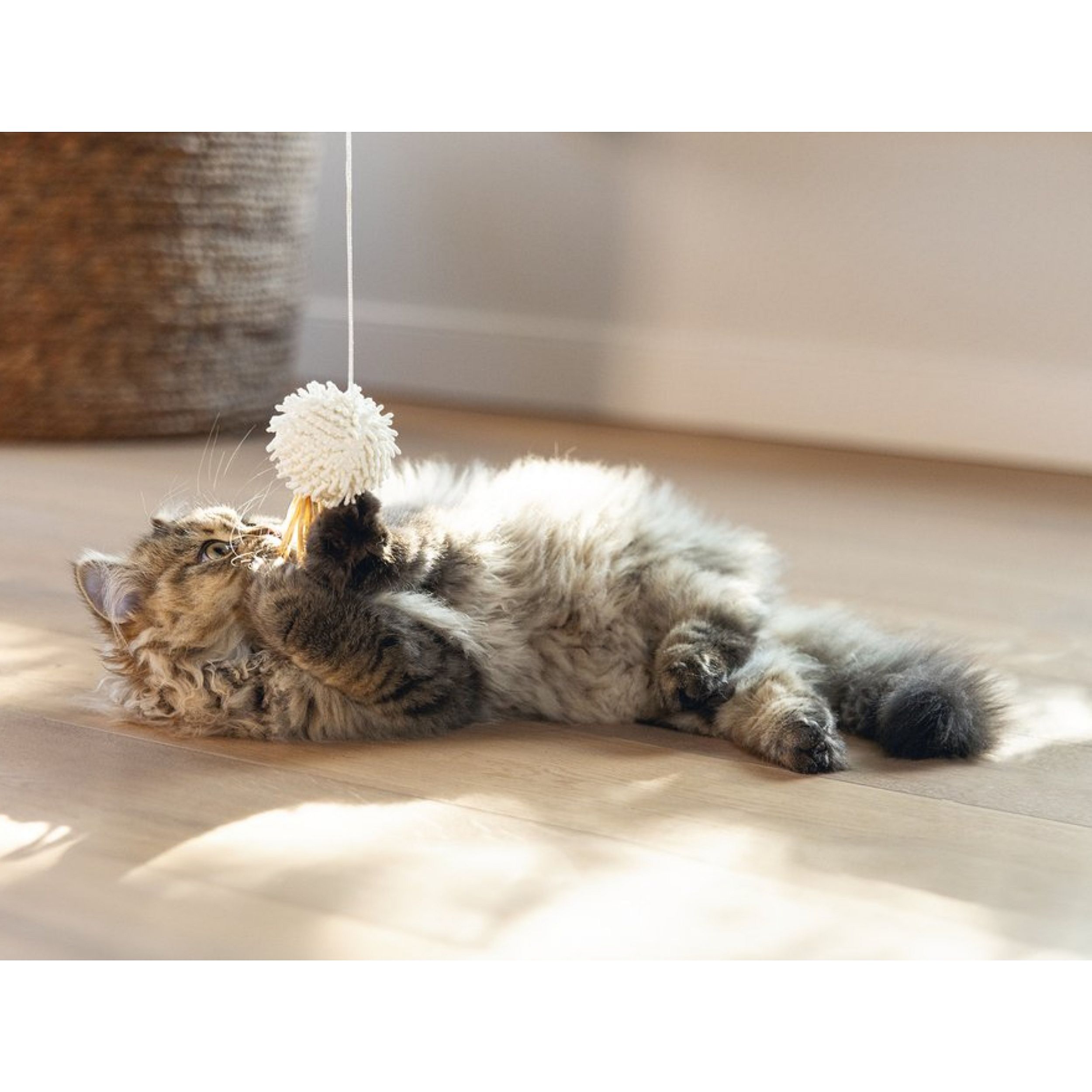 kat, kittens, speelgoed, vacht, touw
