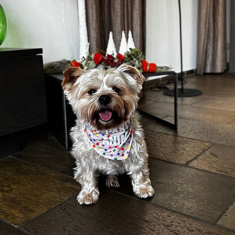 Beeztees Party Bandana