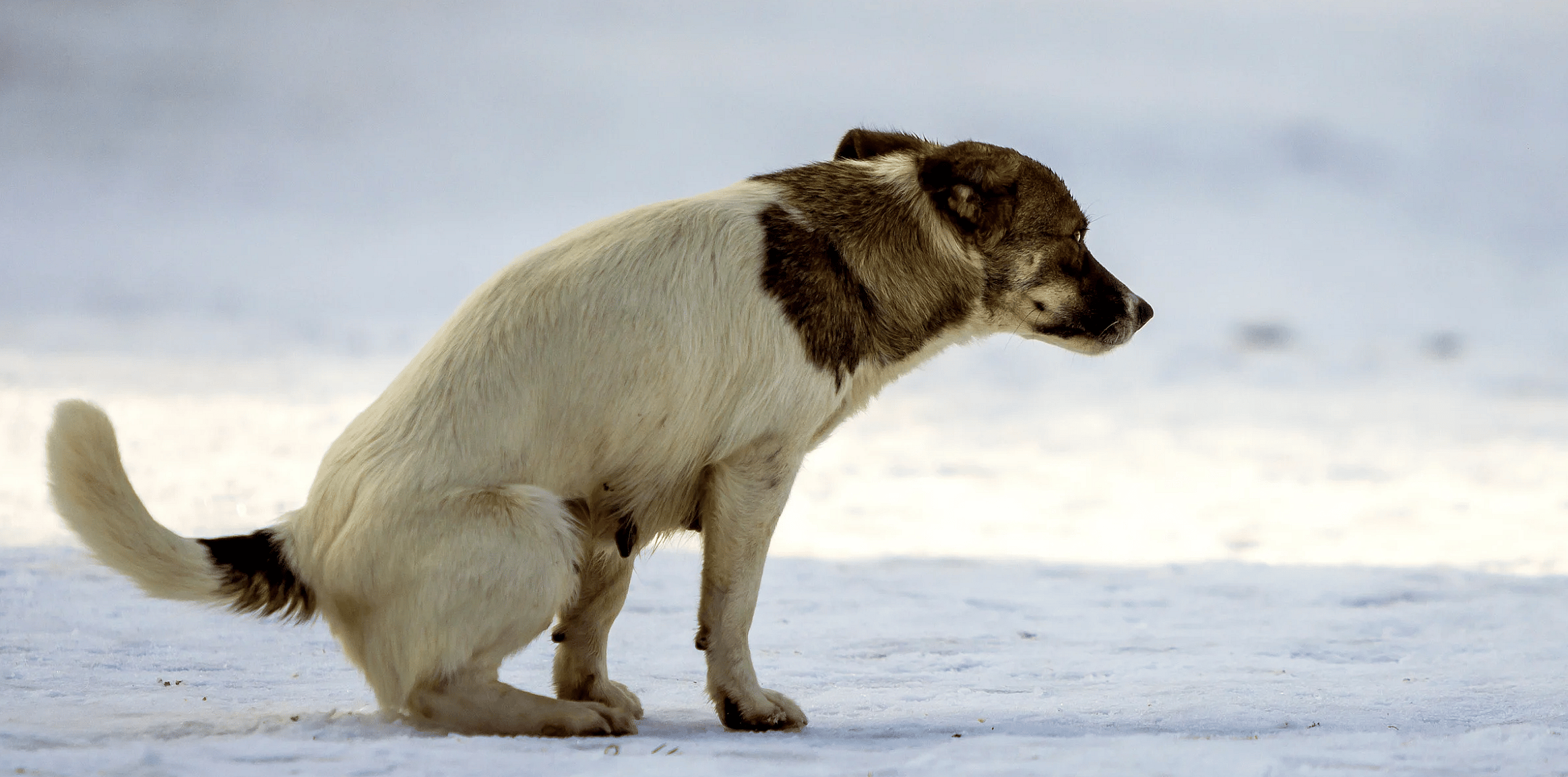 Diarree-hond-giardia