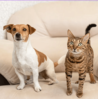 Overprikkeling-hond-kat