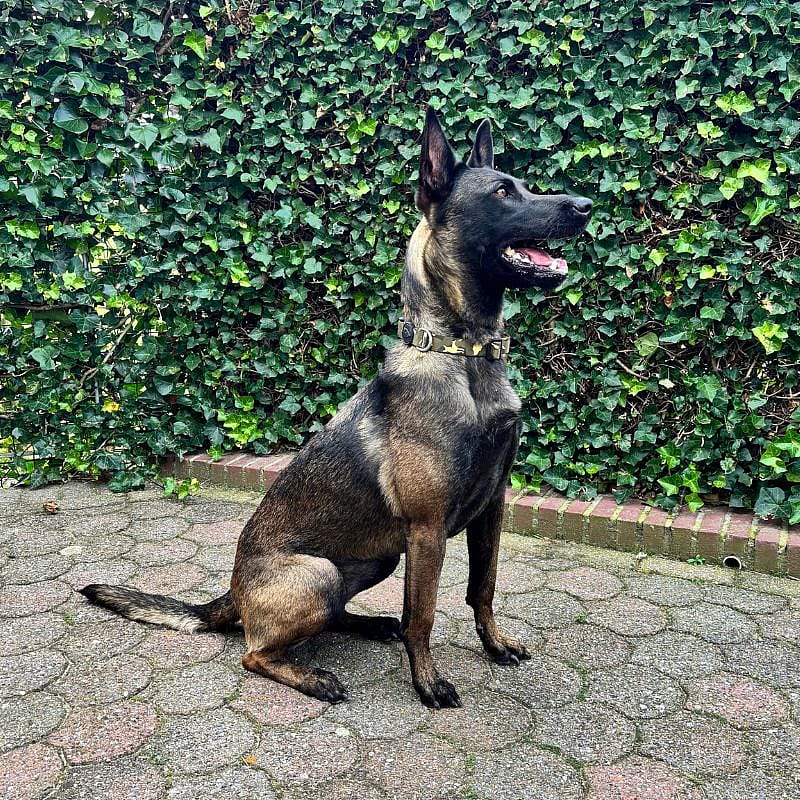 Morso Honden Halsband Gerecycled Small Full Metal Dog