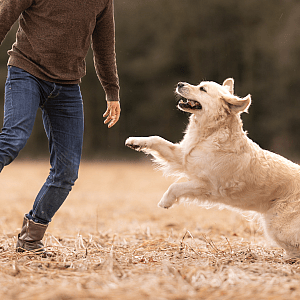 Pijnstilling-hond-omega3