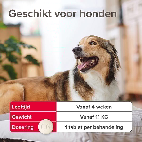 Beaphar Vlo Kill Hond en Kat Hond vanaf 11.1 kg - 6 tabletten
