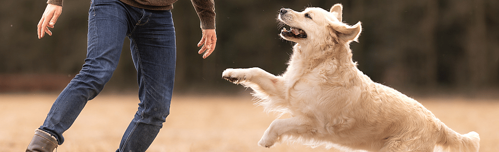 Supplementen-gewrichten-hond-koude-winter